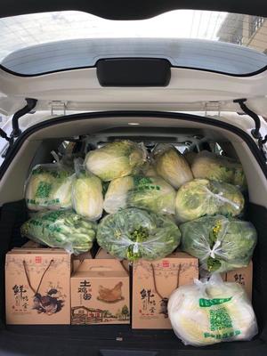 福州一农民免费为抗疫一线人员家送农产品,已送出超千斤蔬菜