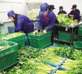 专业蔬菜配送水果配送生鲜产品,大单小单都是批发价格